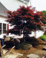 This very lovely, mature Japanese Maple had overgrown its space at a home in Putnam Valley, NY. At the homeowner’s request we hand dug the tree, burlapped and tied the root ball and, with the help of machinery, lifted and successfully transplanted it to another spot in the owners yard. 